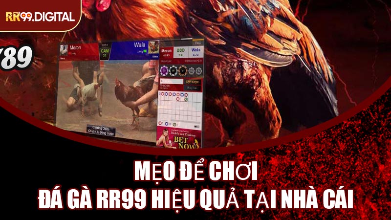 Mẹo Để Chơi Đá Gà RR99 Hiệu Quả Tại Nhà Cái