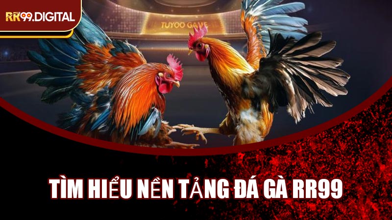 Tìm Hiểu Nền Tảng Đá Gà RR99